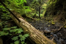 A small stream in the Hoh Rainforest Olympic NP WA 