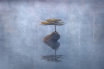 A small tree isolating itself on a log in the middle of a lake in the midst of the recent Corona Pandemic  IG JayKlassy