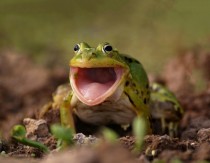 A Smiling Frog X-post from rPics 