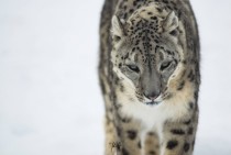 A snow leopard comes to investigate 