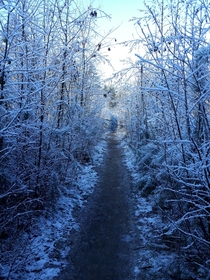 A snowy forest in southern Netherlands 