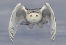 A snowy owl glides inches above a snowplain in a hunt for food Just outside of Ottawa Ontario Canada Photo by Rick DobsonSolent News 