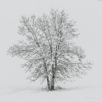 A solitary tree covered in snow Navarra Spain OC