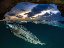 A spiny-backed iguana floats by photographer Lorenzo Mittiga in the Bonaire Caves of the Dutch Caribbean x