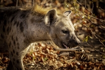 A spotted hyena takes a juicy bone away from the clan to enjoy in peace Amazing animals and among the most intelligent in the African savannah but incorrectly much maligned sadly 