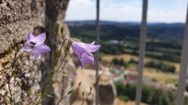 A spreading bellflower on the side of a wall of a castle ruine at m height Flossenbrg Germany 