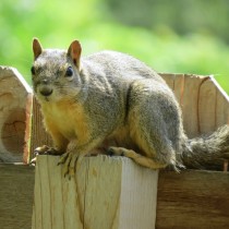 A squirrel from my backyard My friend decided his name should be Charles 
