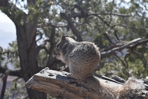 A squirrels breakfast over the Grand Canyon - Closer look 