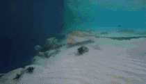 A stingray floating off a cliff x-post from rgifs 