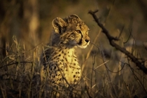 A stunning cheetah cub watches the sunset in Kruger National Park 