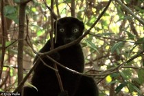 A stunning extremely rare creature the Blue Eyed Black Lemur Eulemur flavifrons 
