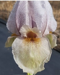 A stunning Iris gatesii One of my dream plants