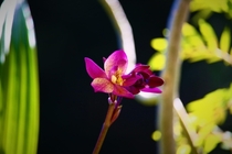 A Sunset Ground Orchid