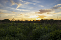 A tallgrass prairie is a beautiful spot to watch the sunset - Madison WI 