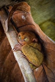 A tarsier under a leaf x-post from rawwducational 