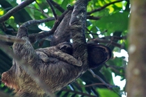 A three toed sloth with its baby in Costa Rica 