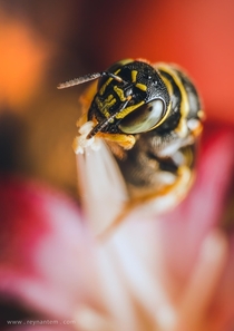 A tiny carpenter bee foraging