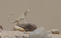 A Toad-headed Agamid relaxes over a hot stone in the desert in Kuwait Omar Alshaheen 