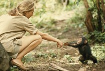 A touching moment between primatologist and National Geographic grantee Jane Goodall and young chimpanzee Flint at Tanzanias Gombe Stream Reserve  