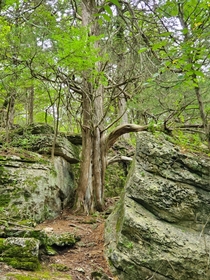 A tree amongst the stone Rockwoods Reservation Missouri 