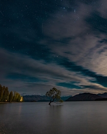 A tree and shooting stars Wanaka New Zealand 
