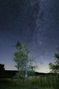 A tree and the milky way in Central PA OC