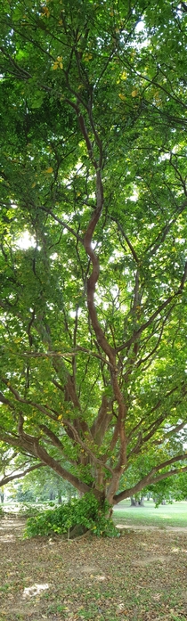A tree at east coast park in Singapore  OC