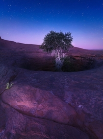 A tree growing out of a deep well on a massive slab of sandstone in Utah 