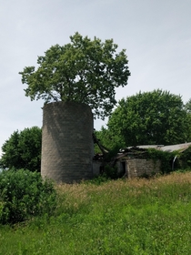 A tree growing out of a silo