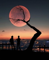 A tree holding up the moon