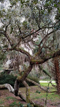 A tree in DeLeon Spring state park Florida 