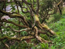 A tree in Pembrokeshire Wales  