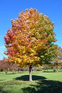 A tree moves from summer to autumn 