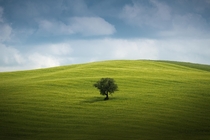 A tree on a hill in Italy OC