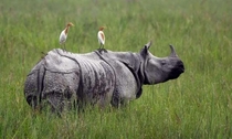 A truly gentle giant A greater one horned indian rhino letting some herons rest on his back