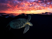 A turtle comes up for air at sunset near the Comoross Mayotte Island By Gaby Barathieu 