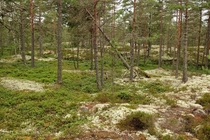 A typical green and white Swedish forest 