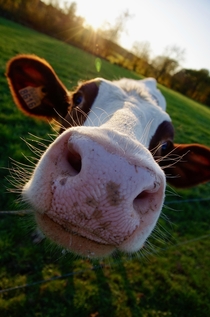 A very friendly cow