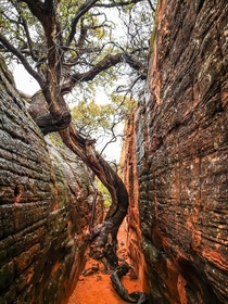 A very old tree in a slot canyon in the Red Cliffs Desert Reserve St George Utah 