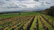 A vineyard in Autumn England 