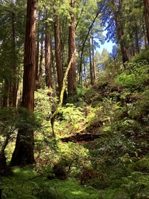 A walk in Muir Woods National Monument 