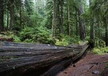 A walk through Mount Rainier National Forest Washington USA 