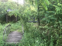 A walking trail overgrown thanks to lack of use Eastern PA
