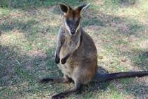 A Wallaby in Australia 