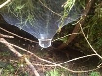 A web becomes a pool near Rainier Oregon 