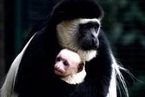 A week-old Colobus monkey being cradled by his mother 