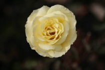 A White Rose Saughton Rose Garden Saughton Park Edinburgh 