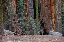 A wide range of sizes - Sequoia NP 