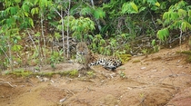A Wild Jaguar in Perus Amazon 