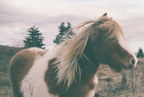 A wild Shetland Pony OC 